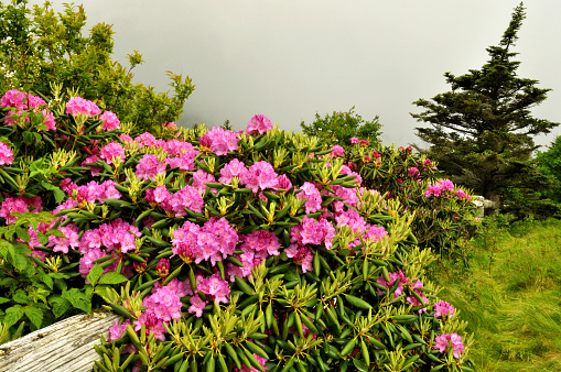 A close-up photo of a cluster of azaleas in early summer, photographed in May 2019, Tokyo, Higashimurayama City, Japan.