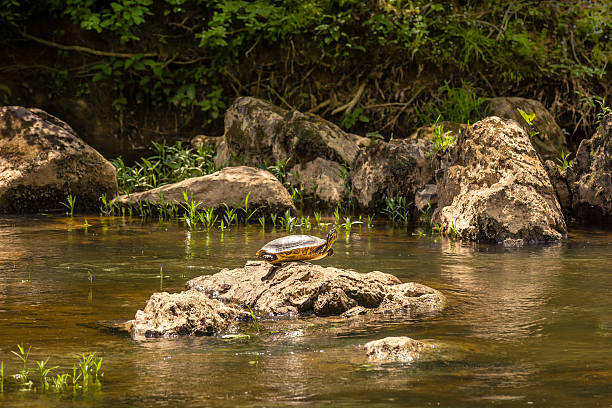 Large turtle on top of a rock Large turtle on top of a rock in the waters of Eno River in Durham, North Carolina. This river is one of the natural parks and watershed areas in the northern part of the city, just a few miles away from Duke University. While walking through the various trails of the park, you could not only meet new friends, but also have the chance to see different wild animals along the way. eno river stock pictures, royalty-free photos & images