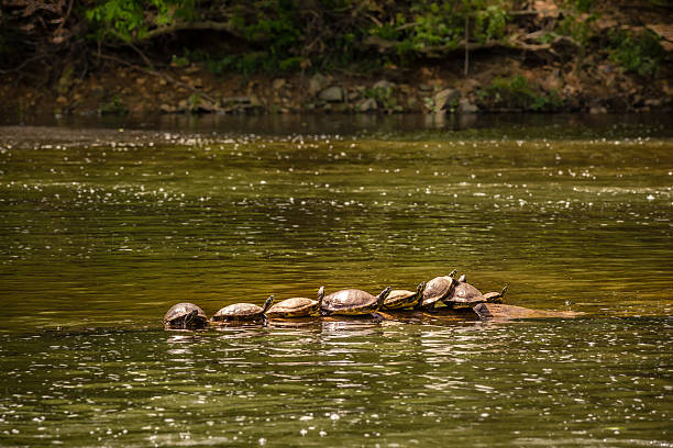 Group of turtles on top of a rock A group of turtles on top of a rock in the waters of Eno River in Durham, North Carolina. This river is one of the natural parks and watershed areas in the northern part of the city, just a few miles away from Duke University. While walking through the various trails of the park, you could not only meet new friends, but also have the chance to see different wild animals along the way. eno river stock pictures, royalty-free photos & images