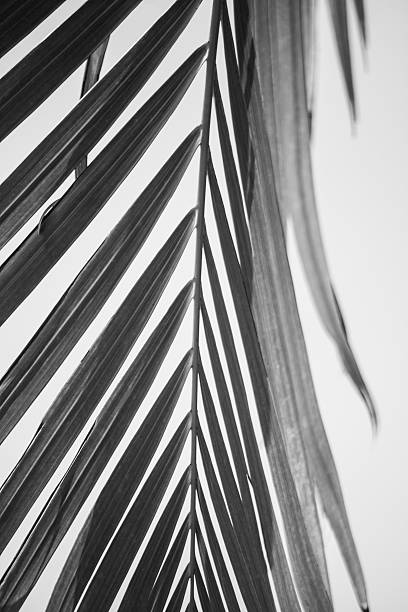 パームリーフ白黒 - black white macro high contrast ストックフォトと画像