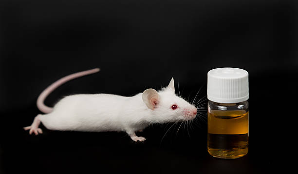 How Did We Get There? The History Of Mouse Poison Dog Informed Via Tweets