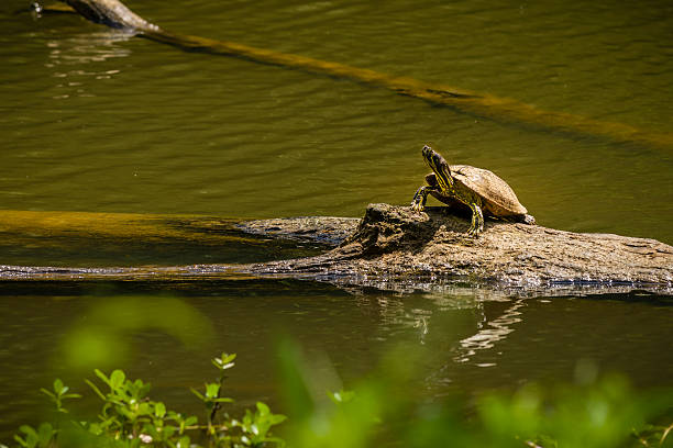 Large turtle on top of a driftwood Large turtle on top of a driftwood on the waters of Eno River in Durham, North Carolina. This river is one of the natural parks and watershed areas in the northern part of the city, just a few miles away from Duke University. While walking through the various trails of the park, you could not only meet new friends, but also have the chance to see different wild animals along the way. eno river stock pictures, royalty-free photos & images