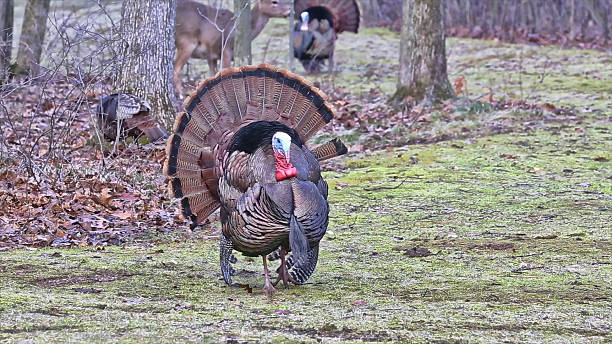 istock Turkey Tom during hunting season 526539726