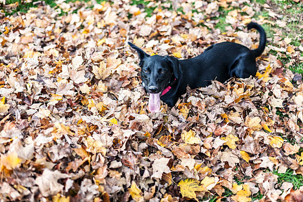 istock Labrador Retriever Mixed Breed Dog Resting in Autumn Leaves 526540138
