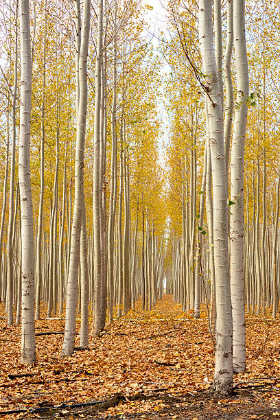istock Beautiful Autumn forest with leaves on the floor 526541206