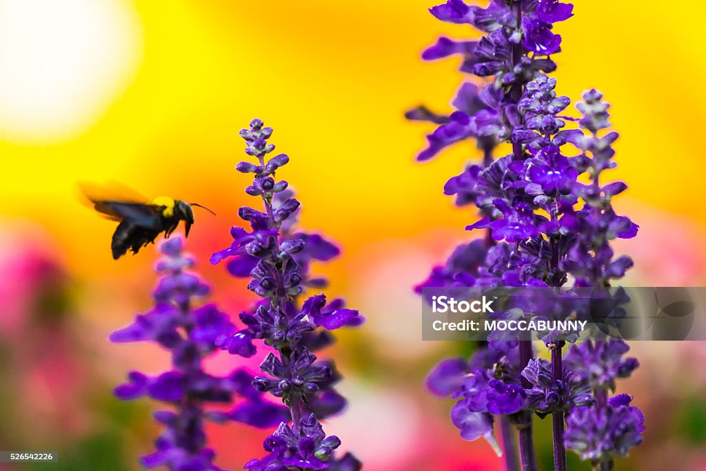 Menuisier Abeille volant dans le jardin. - Photo de Abeille libre de droits