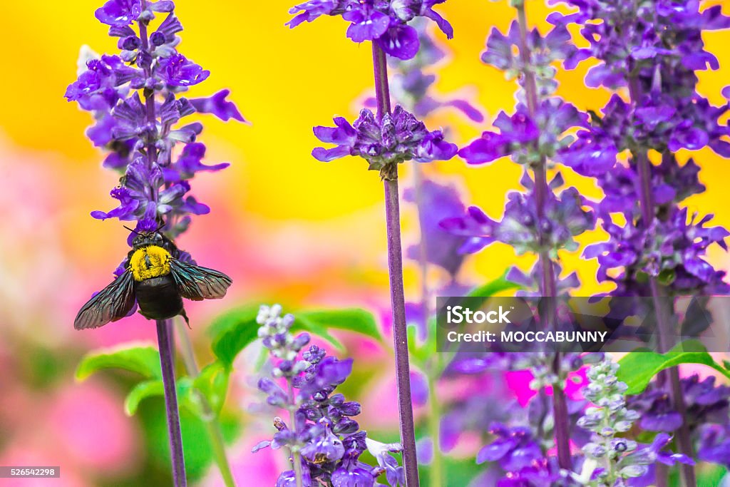 Menuisier Abeille volant dans le jardin. - Photo de Abeille libre de droits