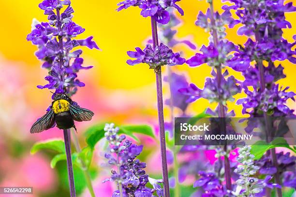 Photo libre de droit de Menuisier Abeille Volant Dans Le Jardin banque d'images et plus d'images libres de droit de Abeille - Abeille, Abeille domestique, Abeille menuisière