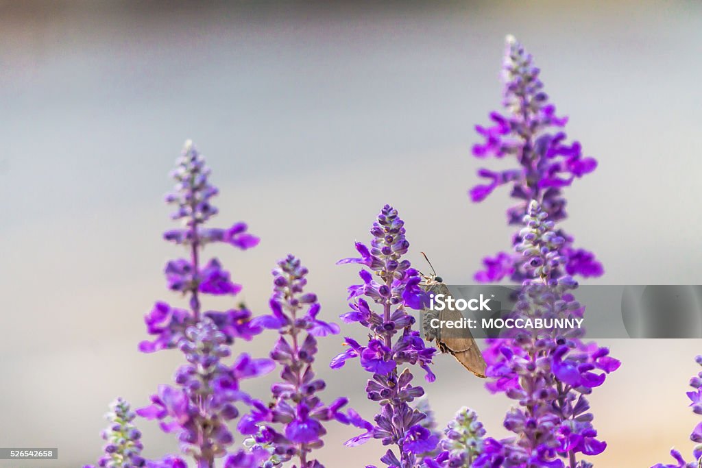 Papillon volant dans le jardin. - Photo de Activité de loisirs libre de droits