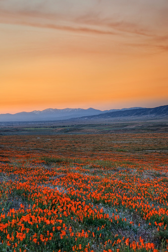 California poppy fields