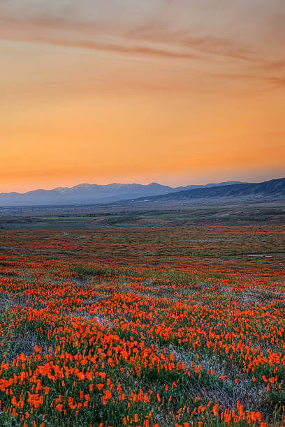California Poppies California poppies cover the landscape into the far distance at dawn under a brilliant orange sky in Antelope Valley, California california golden poppy stock pictures, royalty-free photos & images