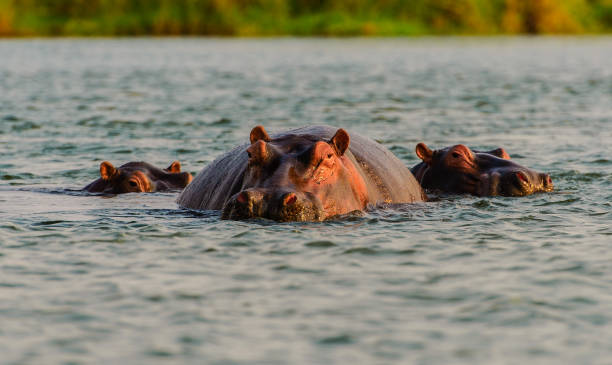 Hippos on the Zambezi River in Zambia stock photo