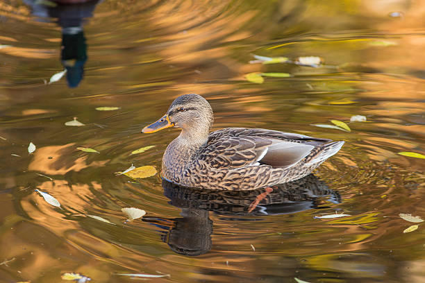 istock portrait of duck 526543698