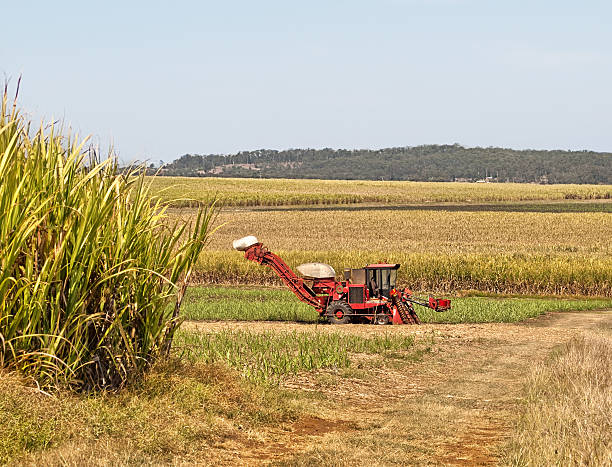 istock Red farm cane harvester on sugarcane plantation 526544286