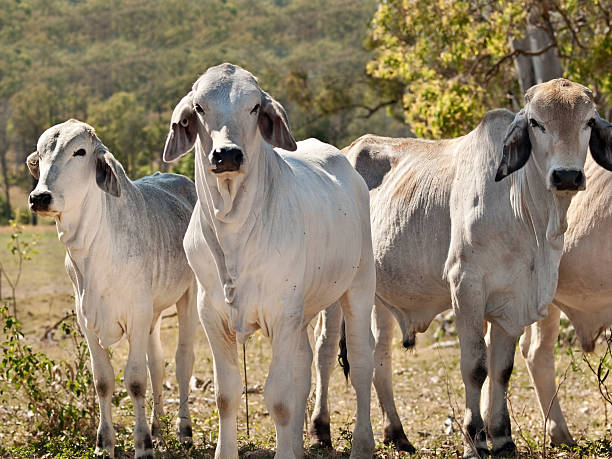 istock Brahman cow herd on ranch Australian beef cattle meat industry 526544406