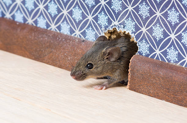 istock House mouse (Mus musculus) nose pokes through a hole 526544531