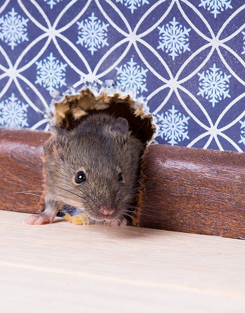 istock House mouse (Mus musculus) nose pokes through a hole 526544537