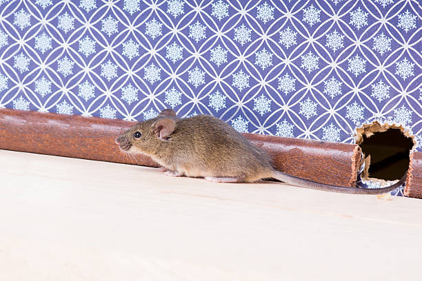 istock House mouse (Mus musculus) nose pokes through a hole 526544539