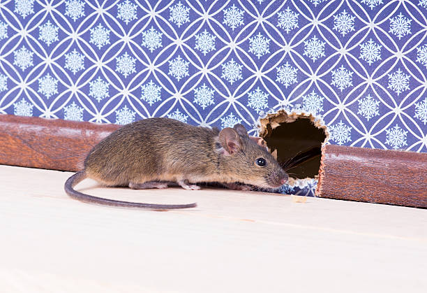 istock House mouse (Mus musculus) nose pokes through a hole 526544543