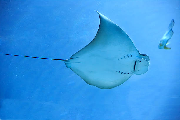 istock Electric ray fish in ocean 526544595