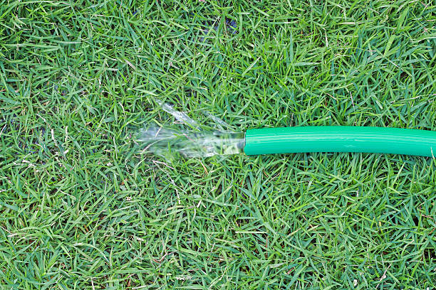 istock Watering green grass by using rubber tube 526544634