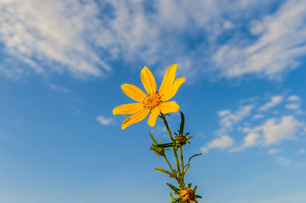 Beautiful Coreopsis flower on blue sky stock photo