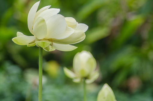 beautiful white lotus flowers in lush green natural setting