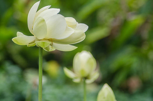 beautiful lotus flowers beautiful white lotus flowers in lush green natural setting white lotus stock pictures, royalty-free photos & images