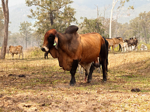 istock Red brahman bull with cows steers calfs on farm 526545684
