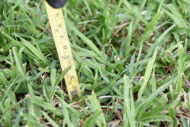 Measures the height of grass A hand holding a measuring tape checking the length og the grass yard measurement stock pictures, royalty-free photos & images