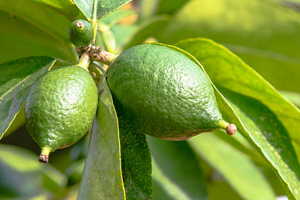 istock Close up of limes growing on a tree 526546024