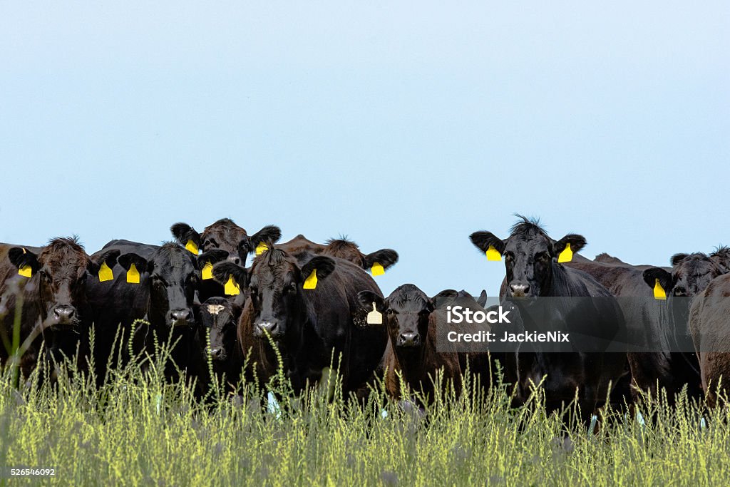 Line of Angus cattle Line of black Angus cattle looking at the camera with blank blue sky Aberdeen Angus Cattle Stock Photo