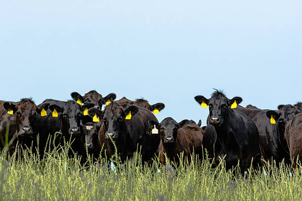 Line of Angus cattle Line of black Angus cattle looking at the camera with blank blue sky grass fed stock pictures, royalty-free photos & images