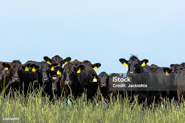 Line Of Angus Cattle Stock Photo - Download Image Now - Aberdeen Angus Cattle, Beef Cattle, Black Color