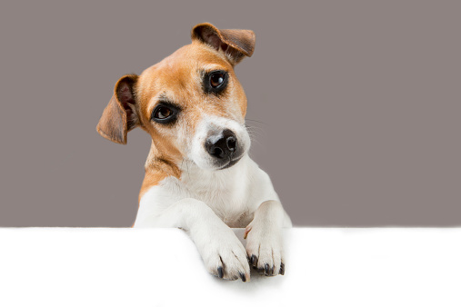 Cute dog looks down over the banner. Empty space for your text