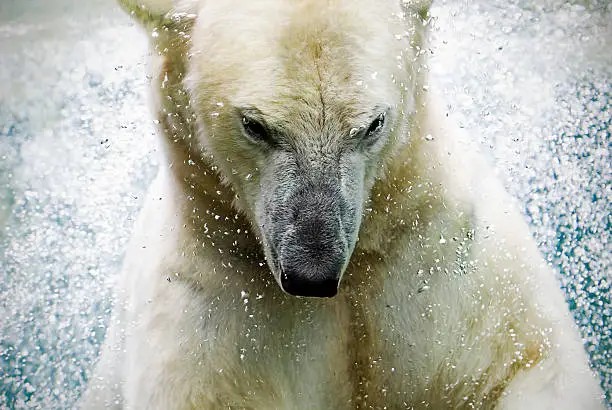 close up of a diving ice bear - polar bear