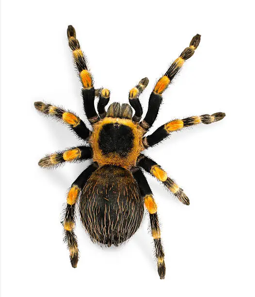 Photo of Mexican redknee tarantula