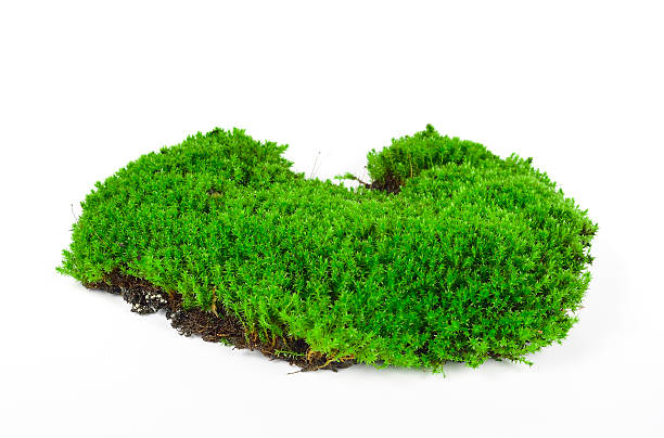 istock Green moss isolated on white bakground 526546674