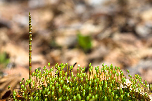 young shoot horsetail stock photo