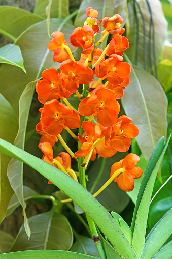 Closeup of fresh Rust-red Ascocentrum orchid flowers in orange color ( Ascocentrum miniatum ) blossoming in the tropical garden in Thailand