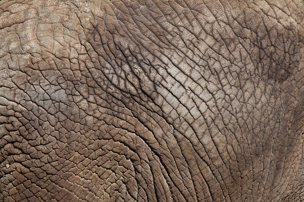 istock African bush elephant (Loxodonta africana). Skin texture. 526547662
