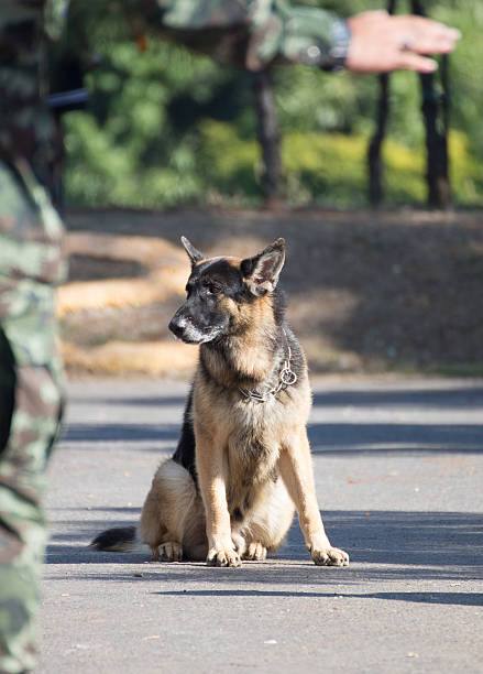 istock Training dogs of war 526547828