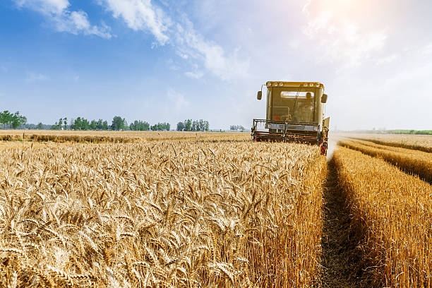 istock Combine harvester harvest ripe wheat on a farm 526547890
