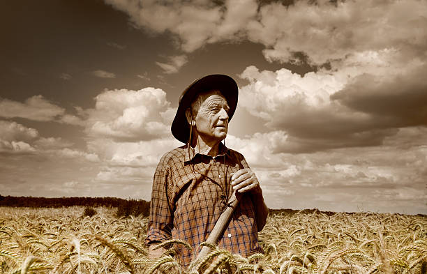 istock Senior man in the field 526547911