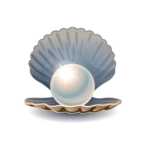 glänzendes perlmutt in eröffnete seashell - pearl oyster shell white stock-grafiken, -clipart, -cartoons und -symbole