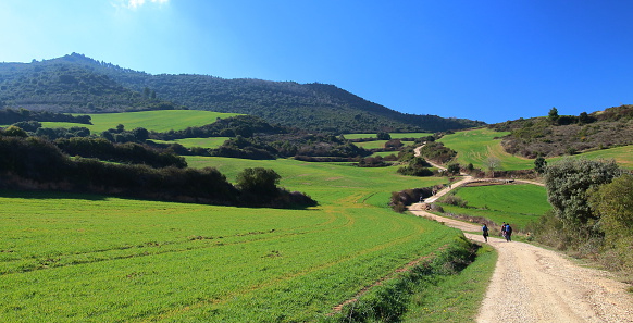 Pilgrims walking through endless green fields under the sun of a beautiful spring morning, Camino de Santiago, Navarra, Spain.