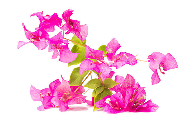 istock bunch of bougainvillea flowers 526548054