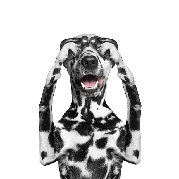 istock dog ears closed his eyes and hid 526548168