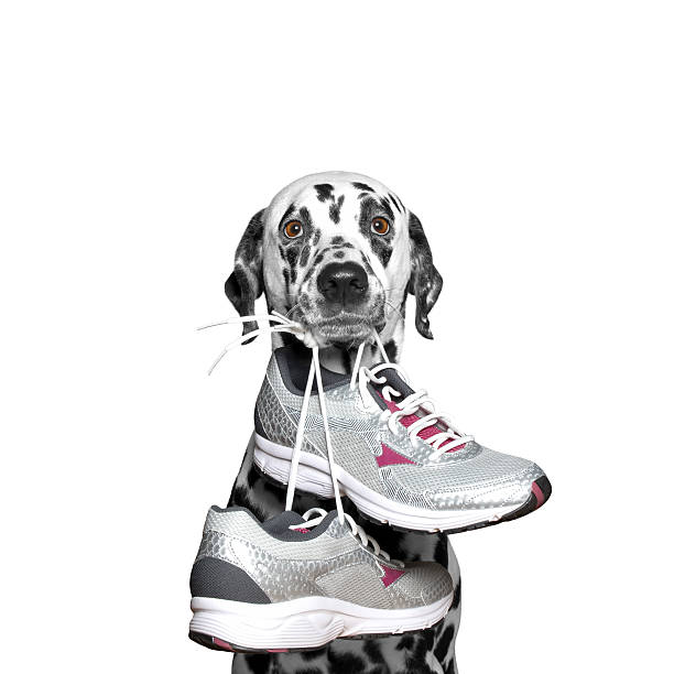 Dog playing sports -- running and jogging stock photo