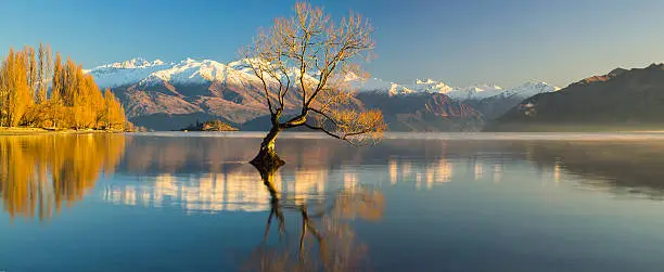 The Lonely tree of Lake Wanaka, South Island, New Zealand, at the morning light and the snow clad The Remarkables at the Backdrop ..